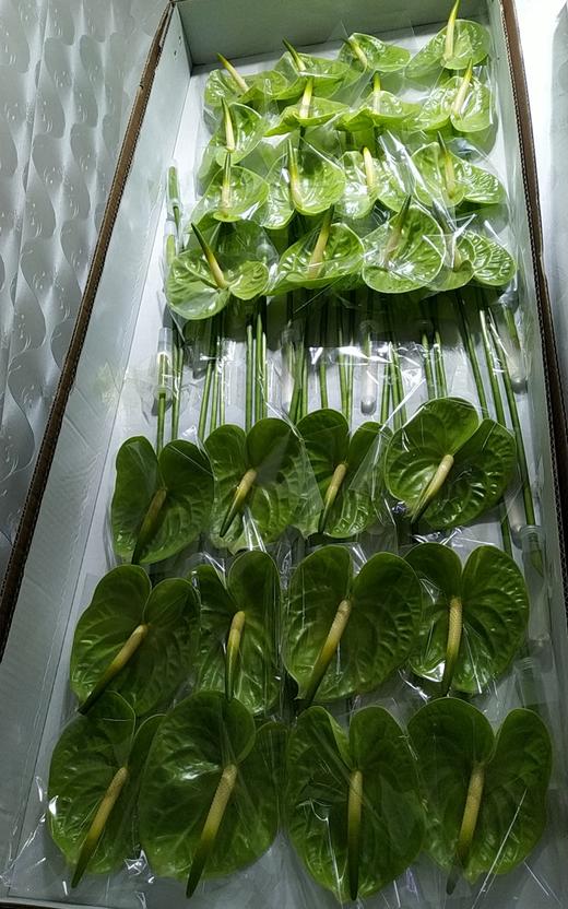 【绿光彩掌】米多蕊  绿掌 商品图6