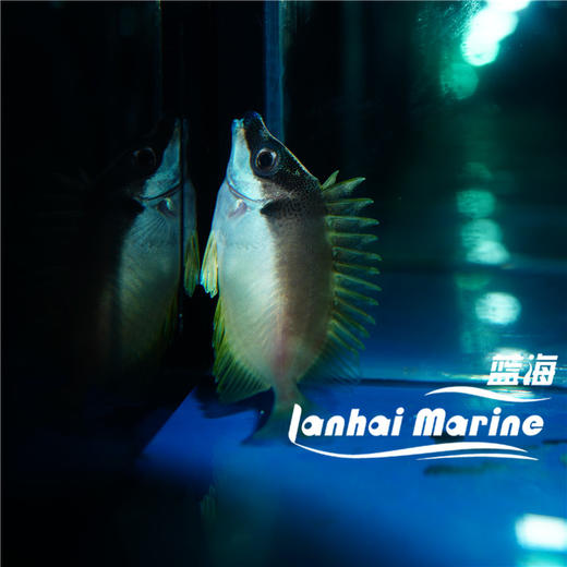 人工黄狐狸 商品图3