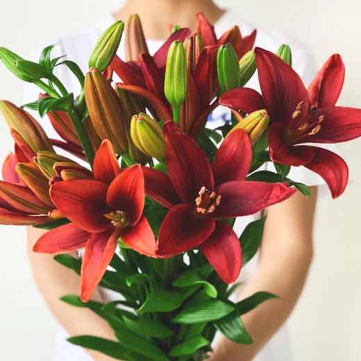 红宝石百合多头