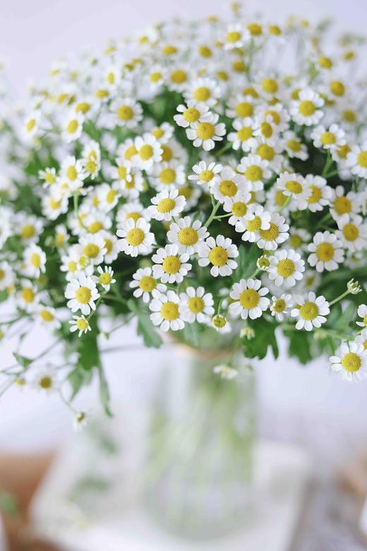 【每周团购】国产a级洋甘菊