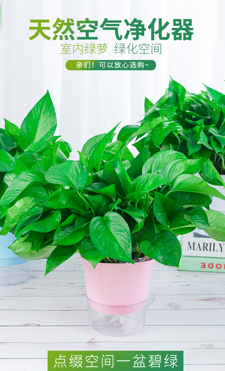 精品绿萝盆栽植物花卉大叶绿箩懒人花盆室内吸甲醛净化空气