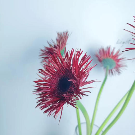 拉丝非洲菊 - 昆明起秀鲜花