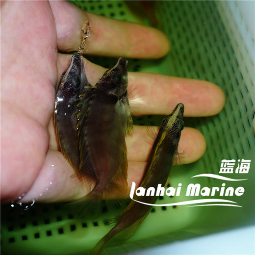 人工黄狐狸 商品图6