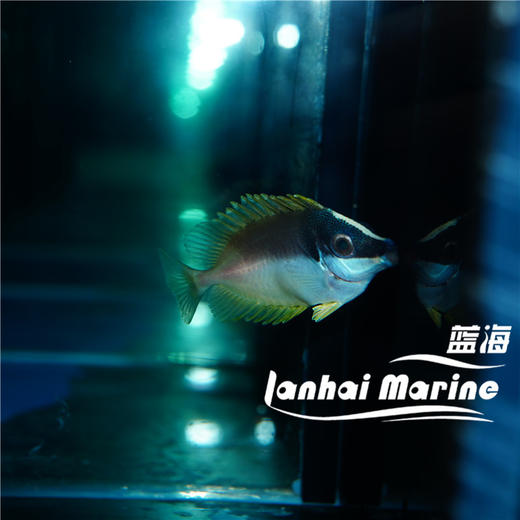 人工黄狐狸 商品图8