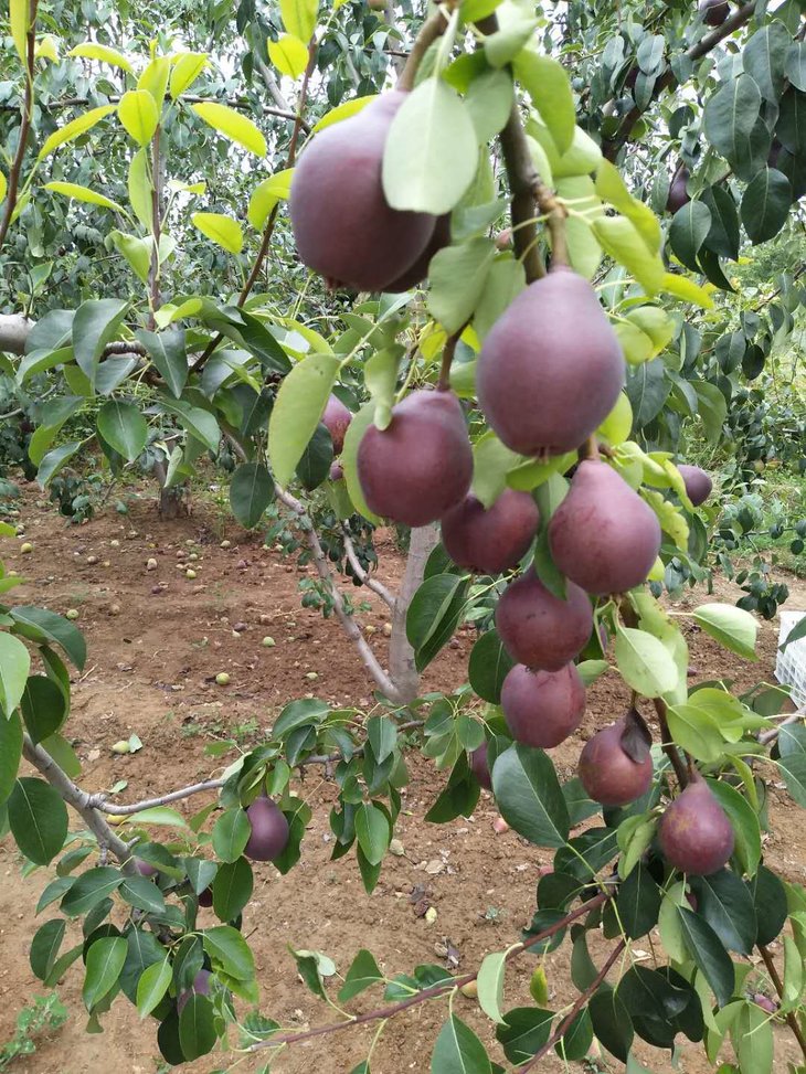 【陕西渭南红啤梨5斤装】 核小软糯多汁 可以喝着吃的梨 当季健康滋补