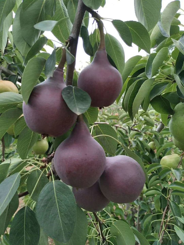 【陕西渭南红啤梨5斤装】 核小软糯多汁 可以喝着吃的梨 当季健康滋补