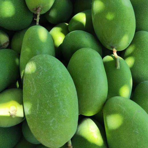 云南华坪椰香芒果5斤装高山现摘芒果芒香浓郁果肉鲜嫩甜蜜