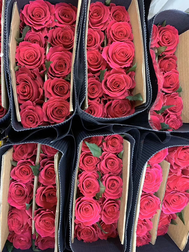 【逸禾】昆明优质新品玫瑰-高胜,打包会裁剪一定长度,全国京东/顺丰