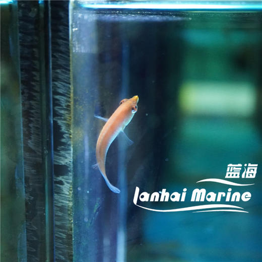 粉狐/蒙娜丽莎龙 商品图6