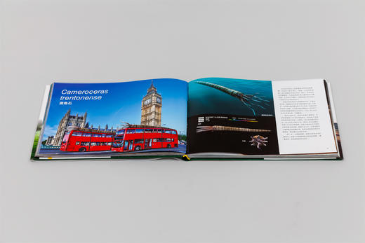 真实大小的古生物图鉴 | 惊呆了！原来古生物这么大 商品图2