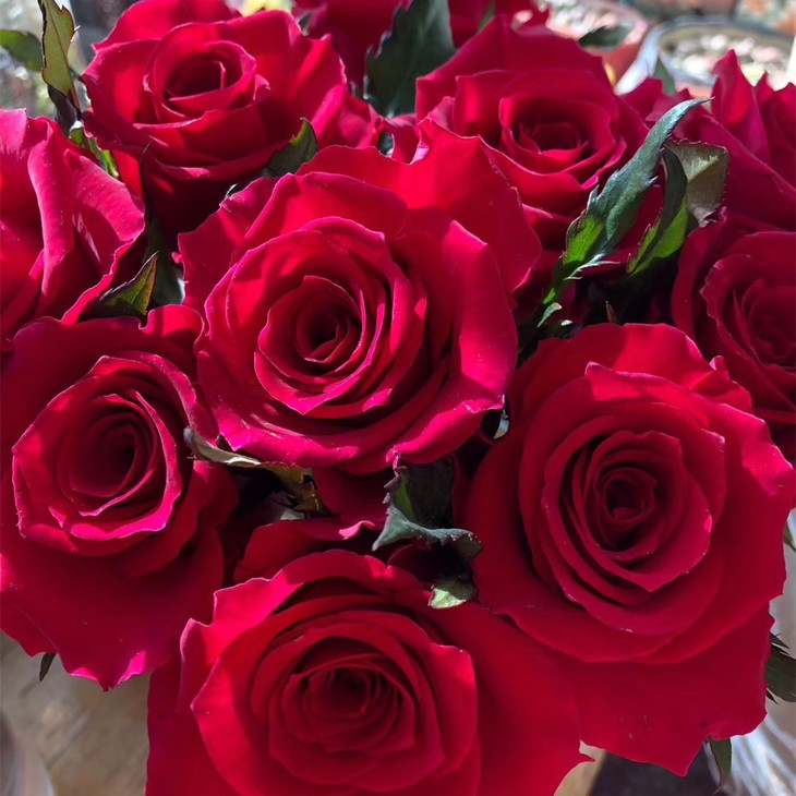 【逸禾】昆明优质新品玫瑰-高胜,打包会裁剪一定长度,全国京东/顺丰