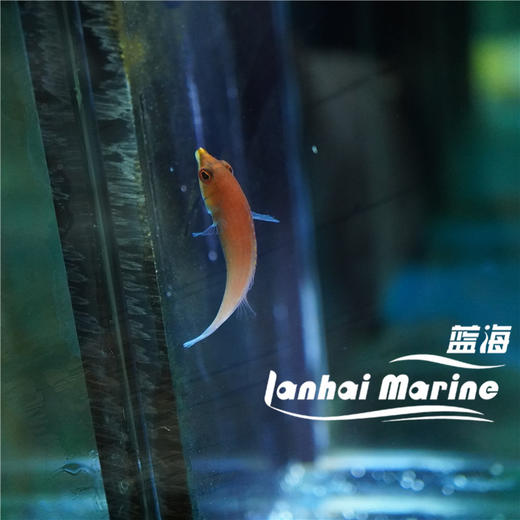 粉狐/蒙娜丽莎龙 商品图5