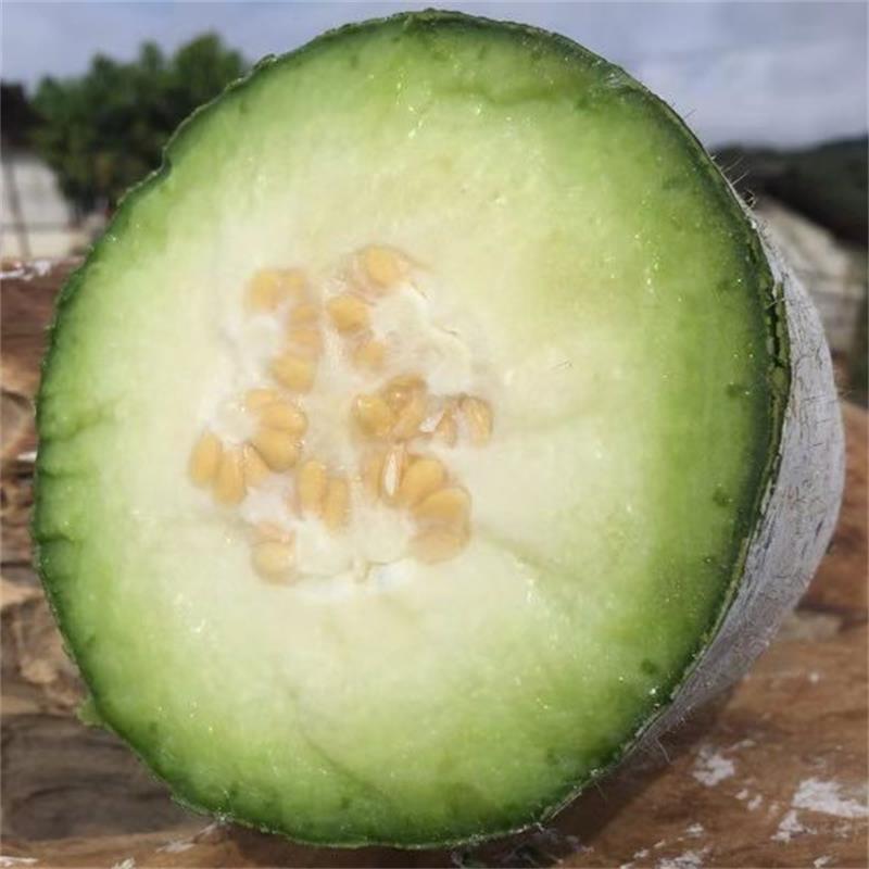 西双版纳仿野生小香冬瓜（又名：铁皮冬瓜）