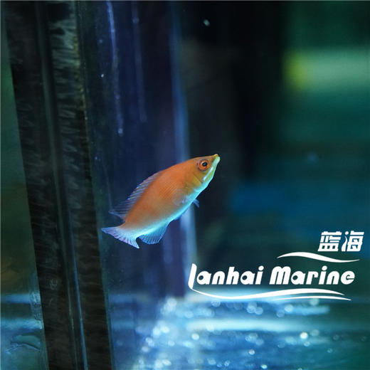 粉狐/蒙娜丽莎龙 商品图4