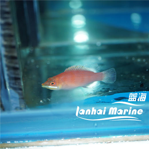 粉狐/蒙娜丽莎龙 商品图3