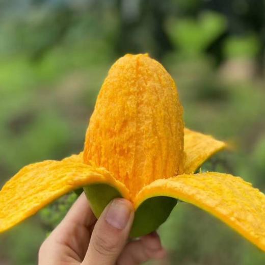 云南华坪椰香芒果5斤装高山现摘芒果芒香浓郁果肉鲜嫩甜蜜