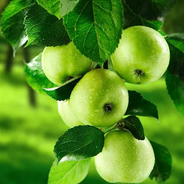【王林青苹果】新鲜青苹果 酸甜多汁青苹果孕妇水果 亚布力当季健康