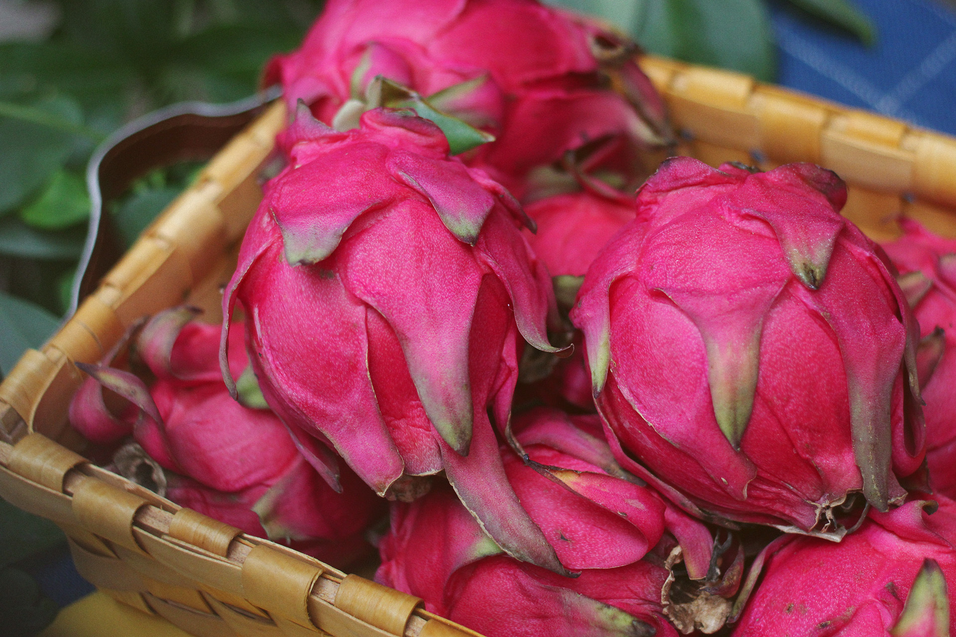 由于红肉龙果含有甜菜红素(天然色素),很多人吃完后排尿,大便颜色会呈