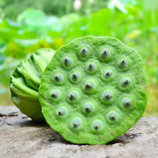 新鲜莲蓬500g68个左右