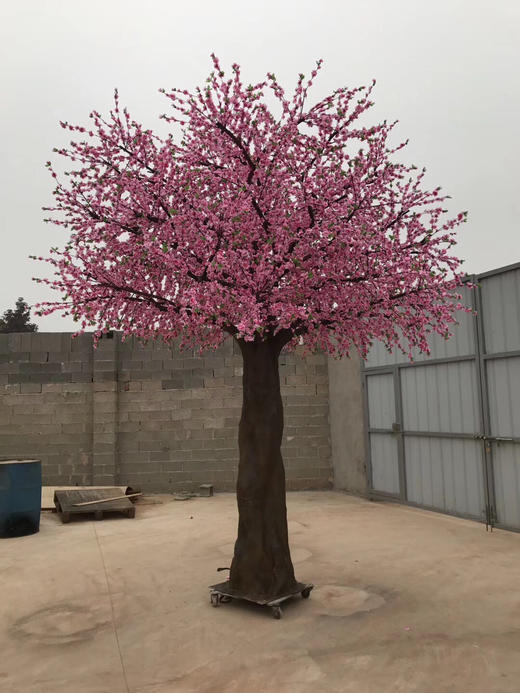 桃花树【运费自理】 商品图2