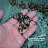 石麒麟（吃虫子） 商品缩略图5