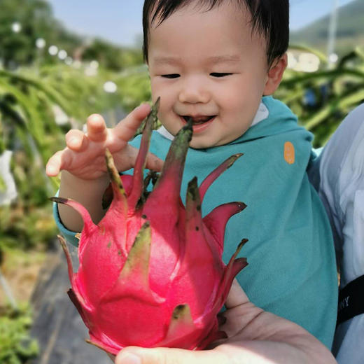 极柚台湾红心火龙果 5-6个/箱（共约5斤） 商品图1