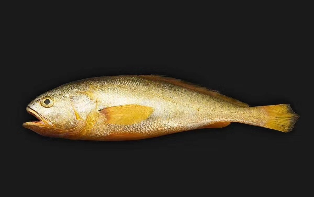 大黄尖鱼图片