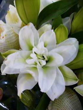 百合-重瓣白百合-三头-10枝/扎