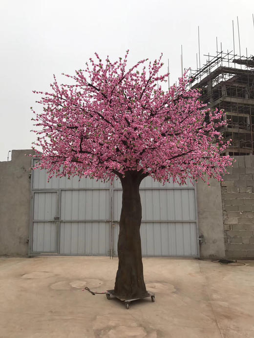 桃花树【运费自理】 商品图3