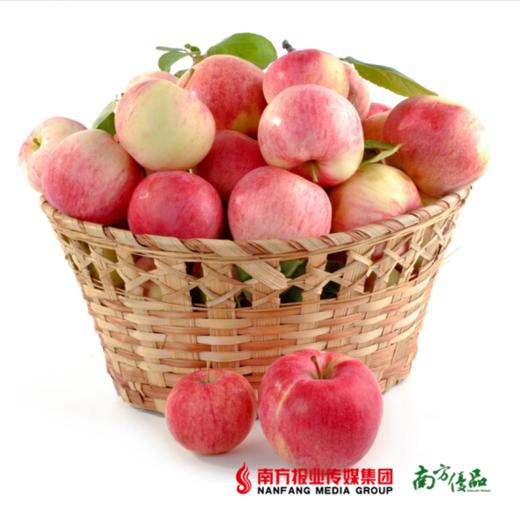 【珠三角包邮】南非樱桃小苹果 90-100g/个  16个/份 （次日到货） 商品图0