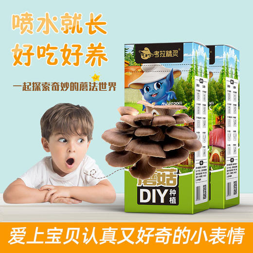 考拉精灵蘑菇盒  家庭蘑菇种植包 秀珍菇 2盒装 商品图3