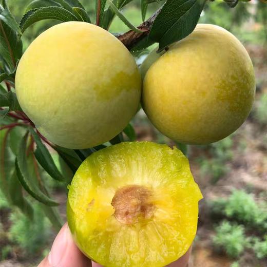 【贵州空运】会流蜜会爆汁的超甜六马蜂糖李(特挑大果)～端午送礼首选