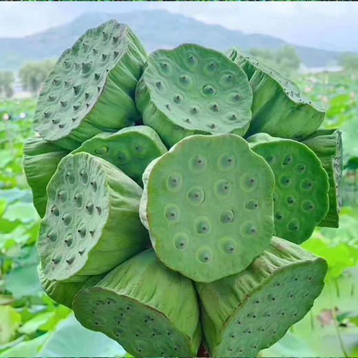 武义宣莲(莲蓬)(3个)