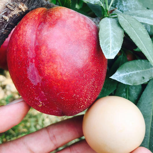 水晶皇后油桃运费包邮从山东发货