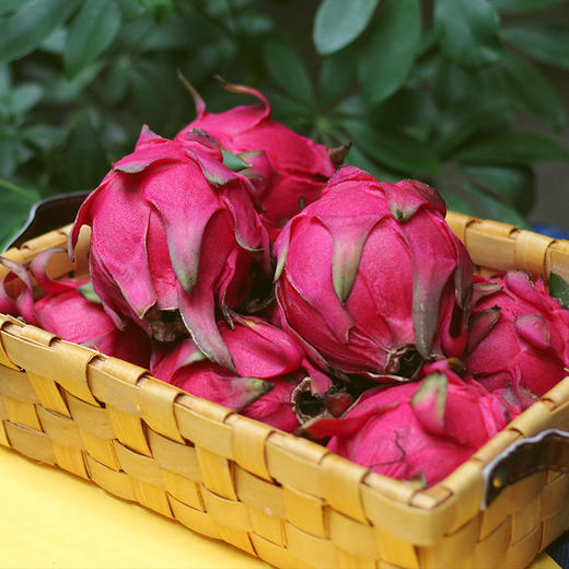 极柚台湾大红红心火龙果约48斤箱