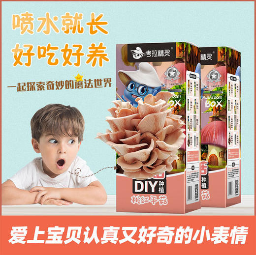 考拉精灵蘑菇盒  家庭蘑菇种植包 秀珍菇 2盒装 商品图4