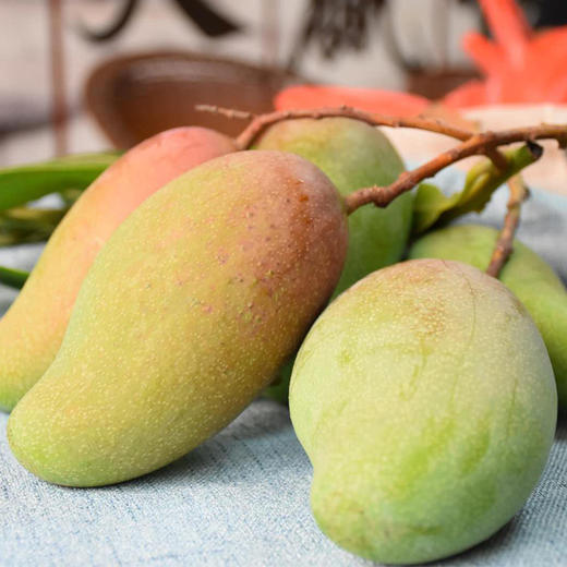 【广西百色小金芒】生熟可吃;生吃过瘾,脆爽香而不涩;熟吃肉厚,肥嫩多