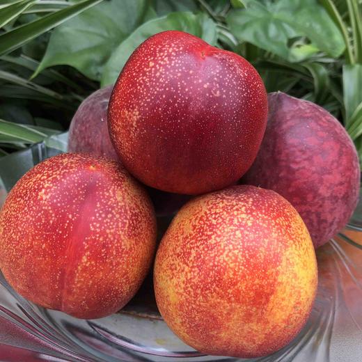 水晶皇后油桃运费包邮从山东发货