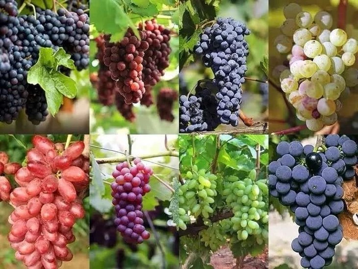 葡萄108品种图片 种类图片