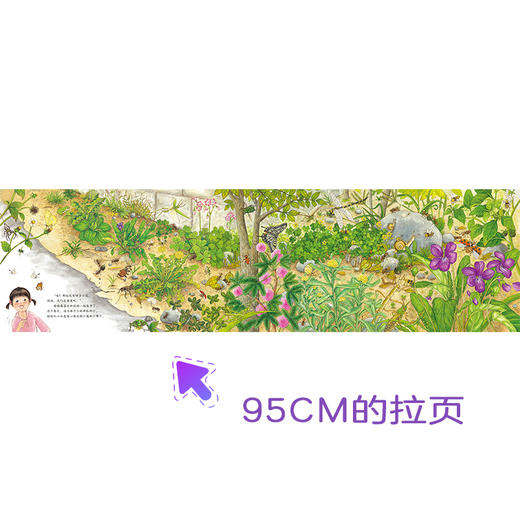 我家附近的野花 金装 跟“植物小侦探”认识身边的野花，培养观察力！ 商品图4