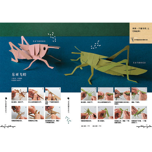 剪纸昆虫馆：奇异虫虫大集合  一张彩纸,一把剪刀,一个你自己的昆虫博物馆！  5-6-7-8-9岁 商品图4