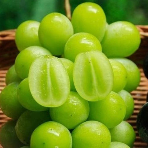 晴王葡萄
晴王葡萄单串 商品图0
