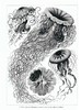 【中商原版】自然界的艺术形式 英文原版 Art Forms in Nature Ernst Haeckel 恩斯特·海克尔 科普读物 生物科学 插图绘图 商品缩略图6