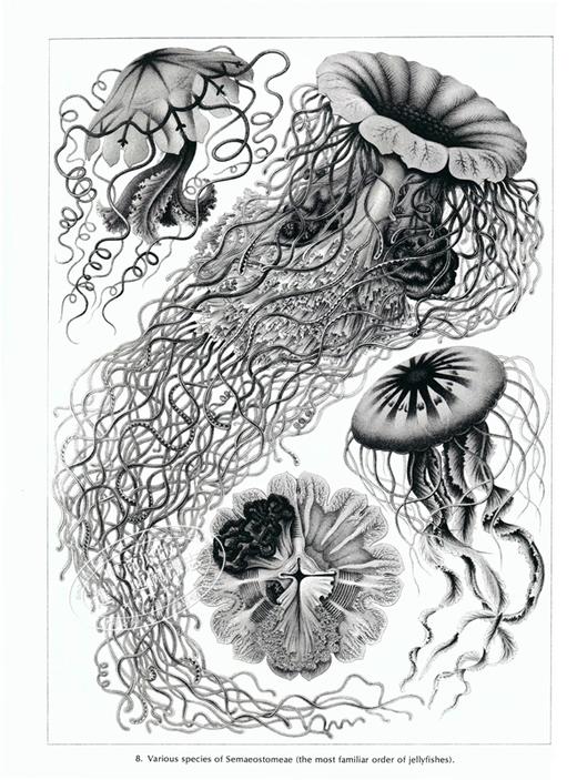 【中商原版】自然界的艺术形式 英文原版 Art Forms in Nature Ernst Haeckel 恩斯特·海克尔 科普读物 生物科学 插图绘图 商品图6