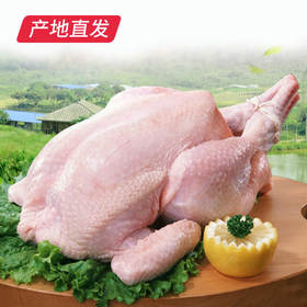 【高福农场 散养北京油鸡老母鸡】净重约1300g/只，空运直达，产地陕西扶风