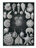 【中商原版】自然界的艺术形式 英文原版 Art Forms in Nature Ernst Haeckel 恩斯特·海克尔 科普读物 生物科学 插图绘图 商品缩略图4