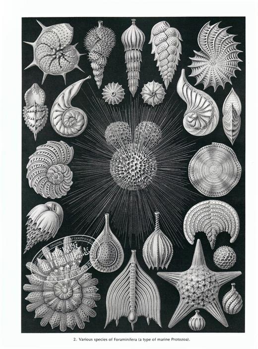 【中商原版】自然界的艺术形式 英文原版 Art Forms in Nature Ernst Haeckel 恩斯特·海克尔 科普读物 生物科学 插图绘图 商品图4