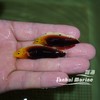 东非烈焰龙（除蚓螺） 商品缩略图2