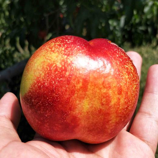 水晶皇后油桃运费包邮从山东发货