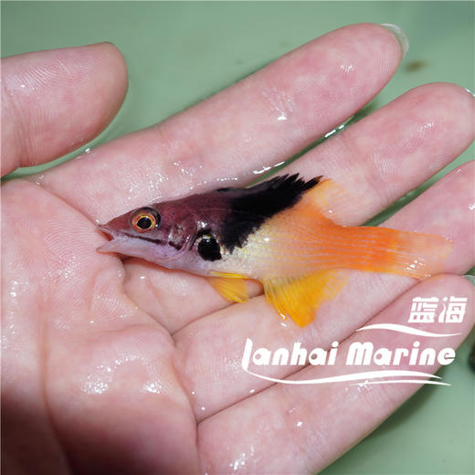 三色龙 商品图5